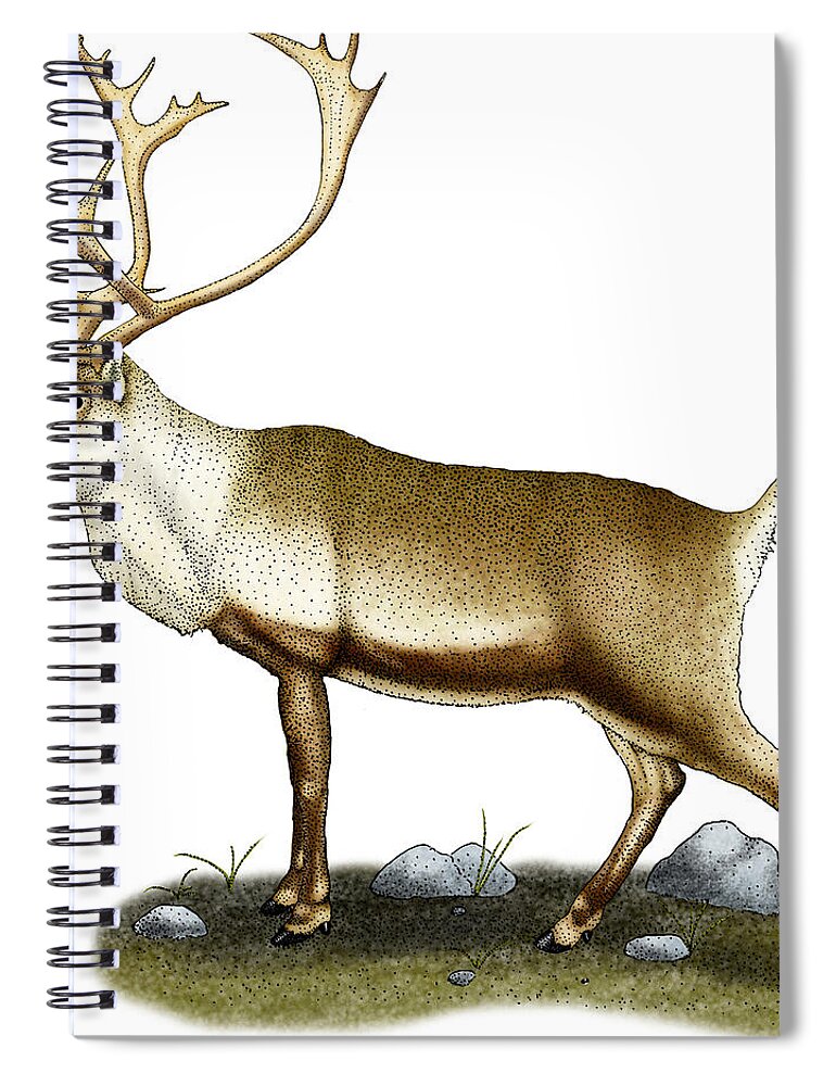 Mammal Spiral Notebook featuring the photograph Caribou by Roger Hall