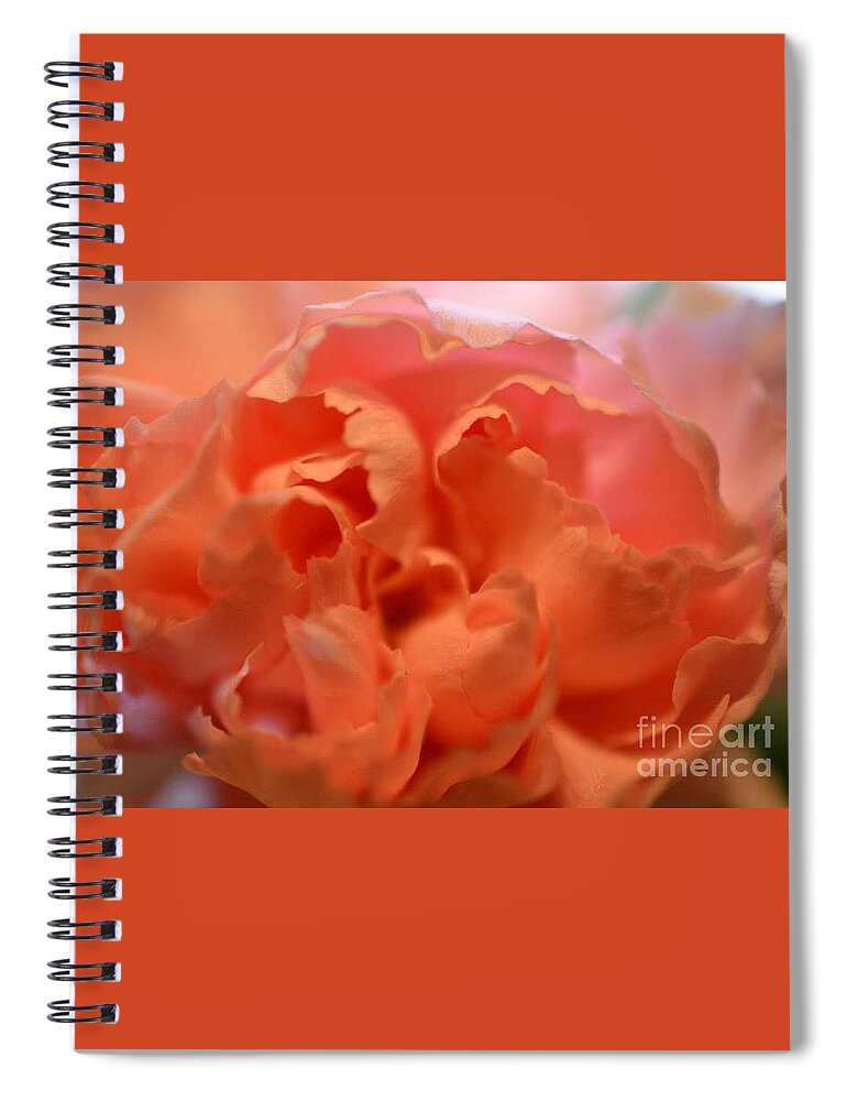 Carnation Spiral Notebook featuring the photograph Carnation Burst by Denise Tomasura
