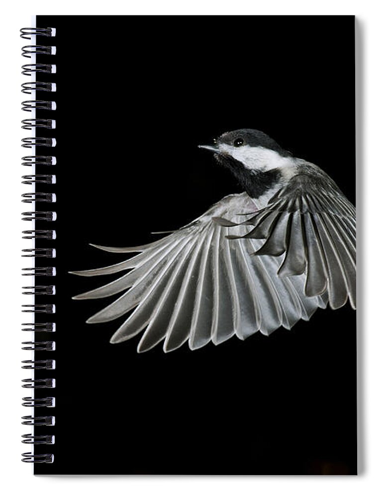 Carolina Chickadee Spiral Notebook featuring the photograph Carolina Chickadee by Anthony Mercieca