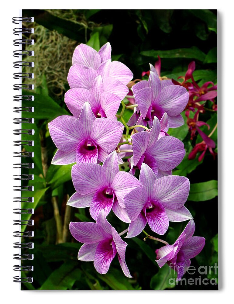 Orchid Spiral Notebook featuring the photograph Cascading Lilac Orchids by Sue Melvin