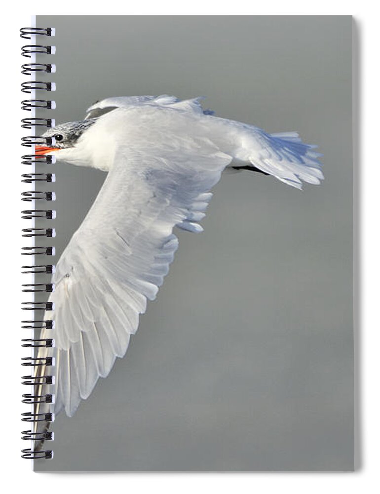 Caspian Tern Spiral Notebook featuring the photograph Caspian Tern in Flight by Bradford Martin