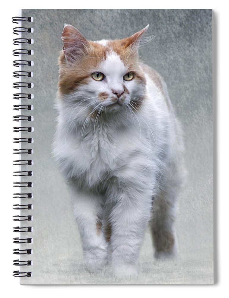Cat Spiral Notebook featuring the photograph Cat on texture - 01 by Raffaella Lunelli