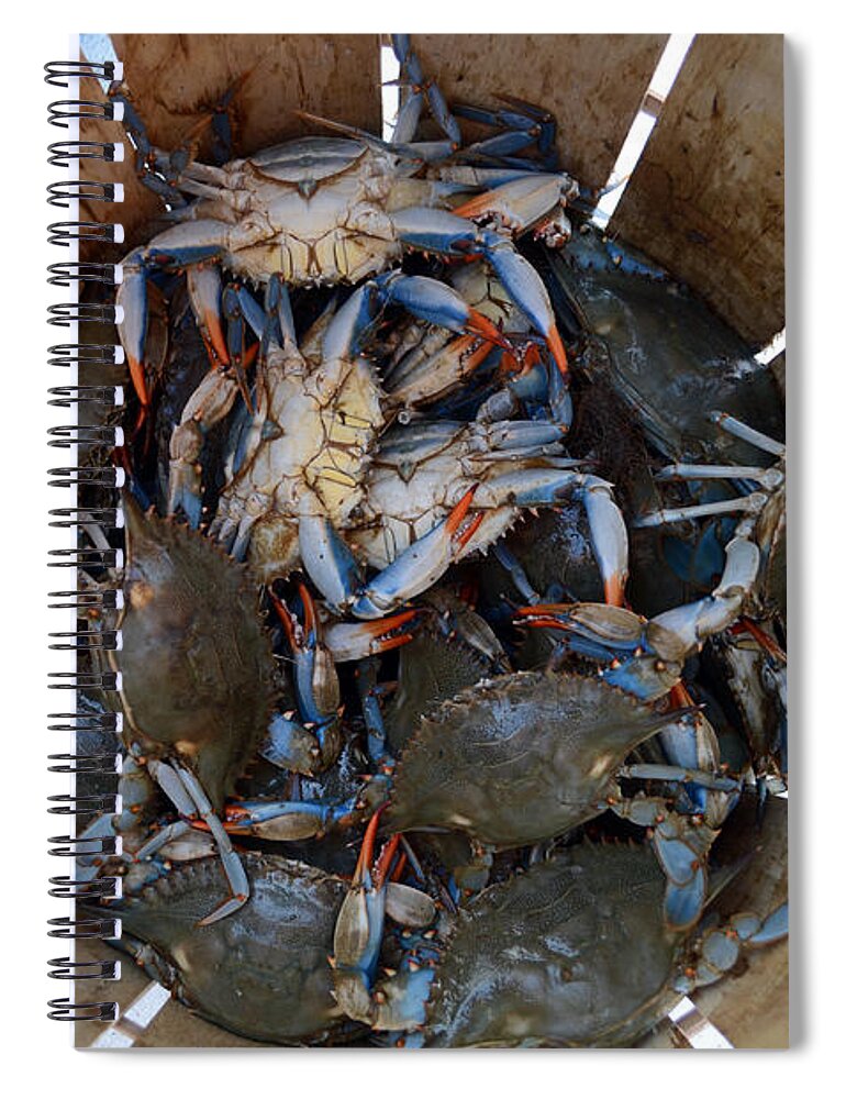Crabs Spiral Notebook featuring the photograph Catch of the Day by La Dolce Vita