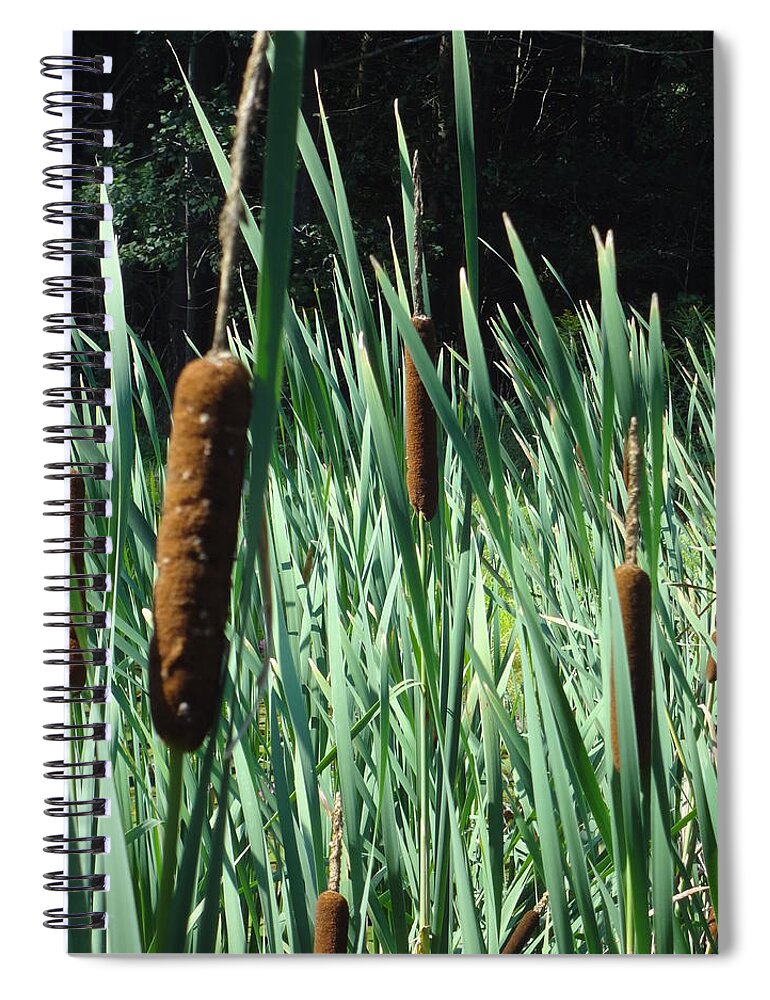 Cattail Spiral Notebook featuring the photograph Cattails a plenty by Michael Porchik
