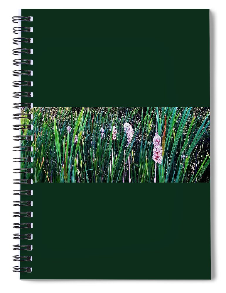 Cattails Spiral Notebook featuring the photograph Cattails by Daniel Thompson