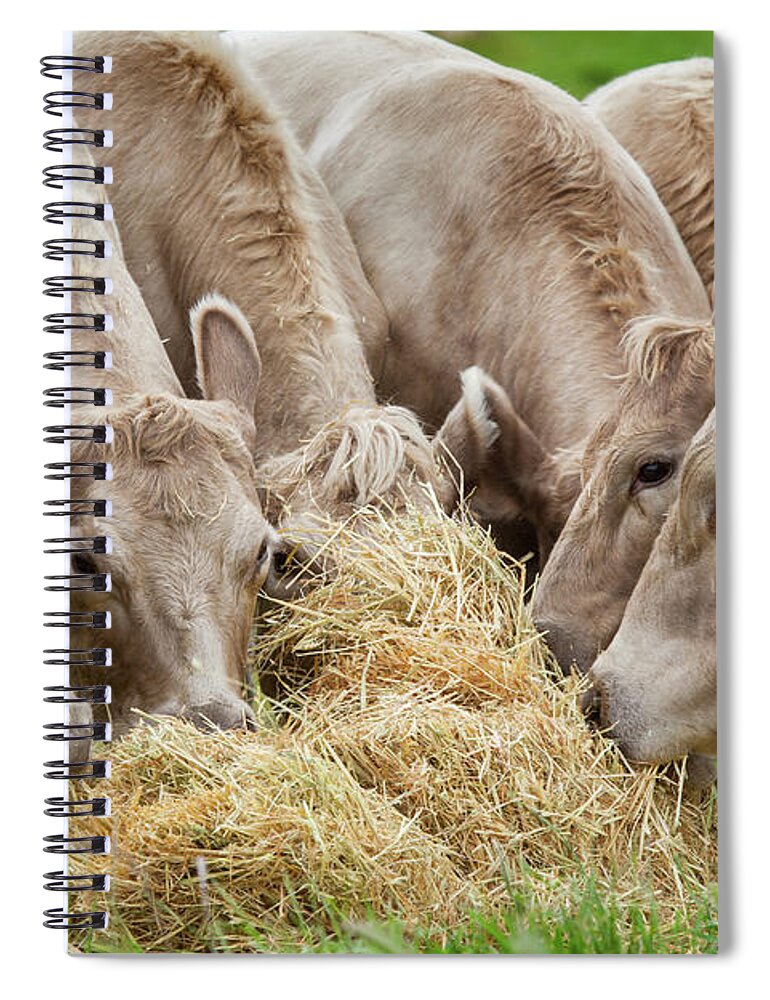 Grass Spiral Notebook featuring the photograph Cattle Feeding, Farming Australia by Robert Lang Photography
