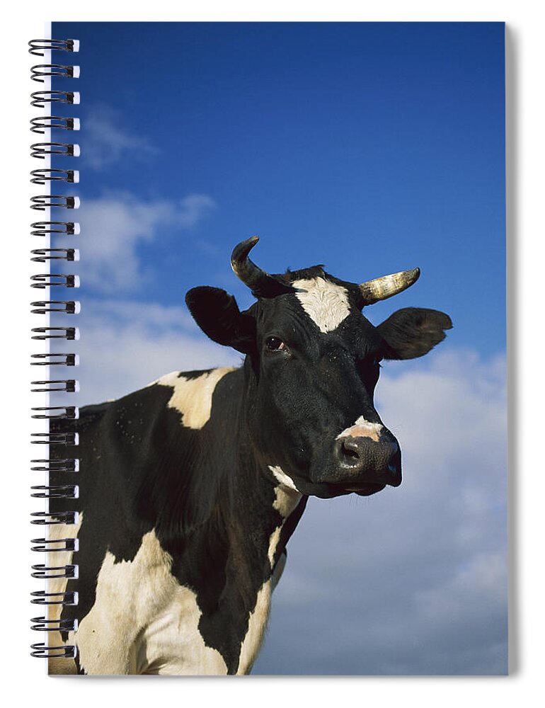 Feb0514 Spiral Notebook featuring the photograph Cattle Portrait Europe by Konrad Wothe