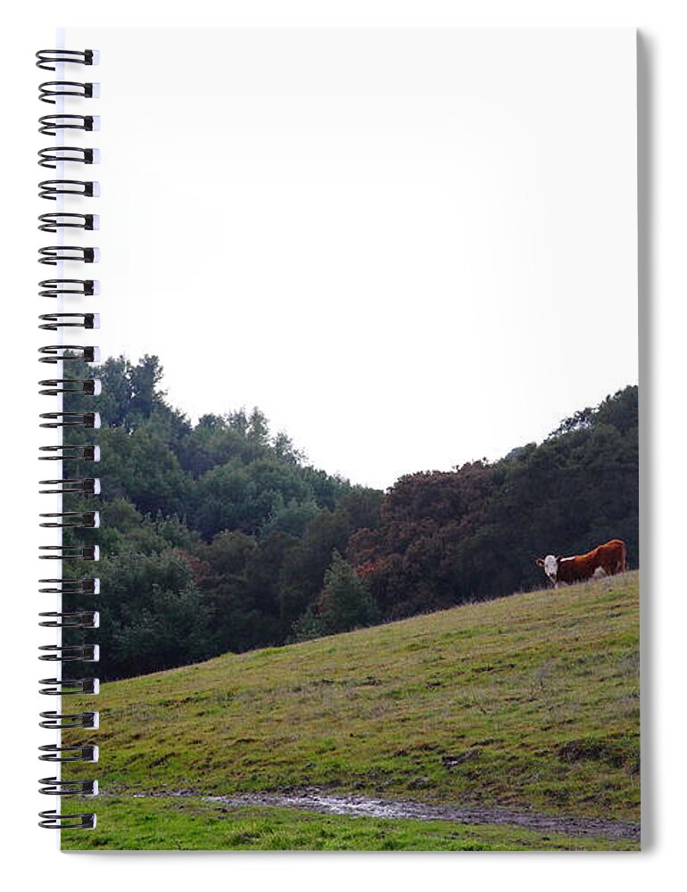 Animal Spiral Notebook featuring the photograph Cattles at Fernandez Ranch California - 5D21106 by Wingsdomain Art and Photography