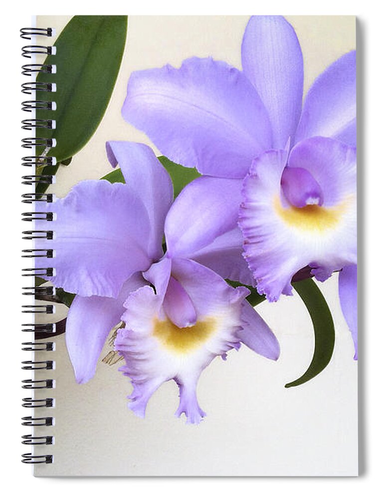 Orchid Spiral Notebook featuring the photograph Cattleya Orchid by Bradford Martin