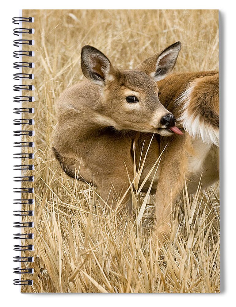 Whitetail Spiral Notebook featuring the photograph Caught In The Act by Paul DeRocker