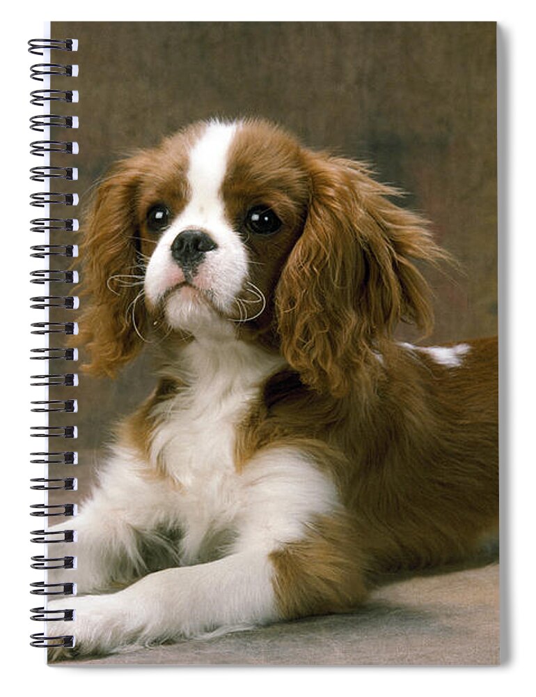 Cavalier King Charles Spiral Notebook featuring the photograph Cavalier King Charles Spaniel Dog Lying by John Daniels