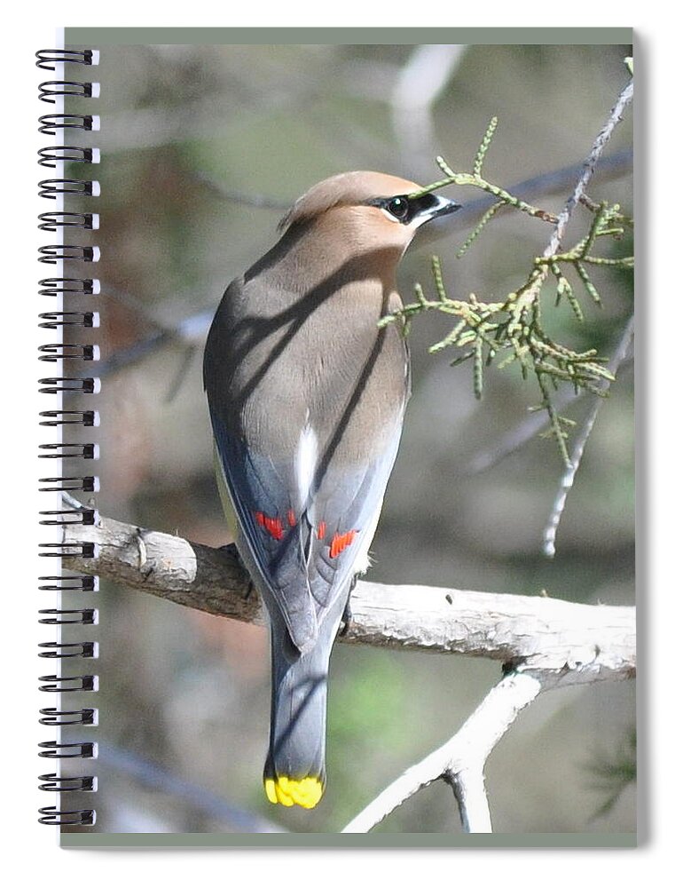 Cedar Waxwing Spiral Notebook featuring the photograph Cedar Waxwing by Frank Madia