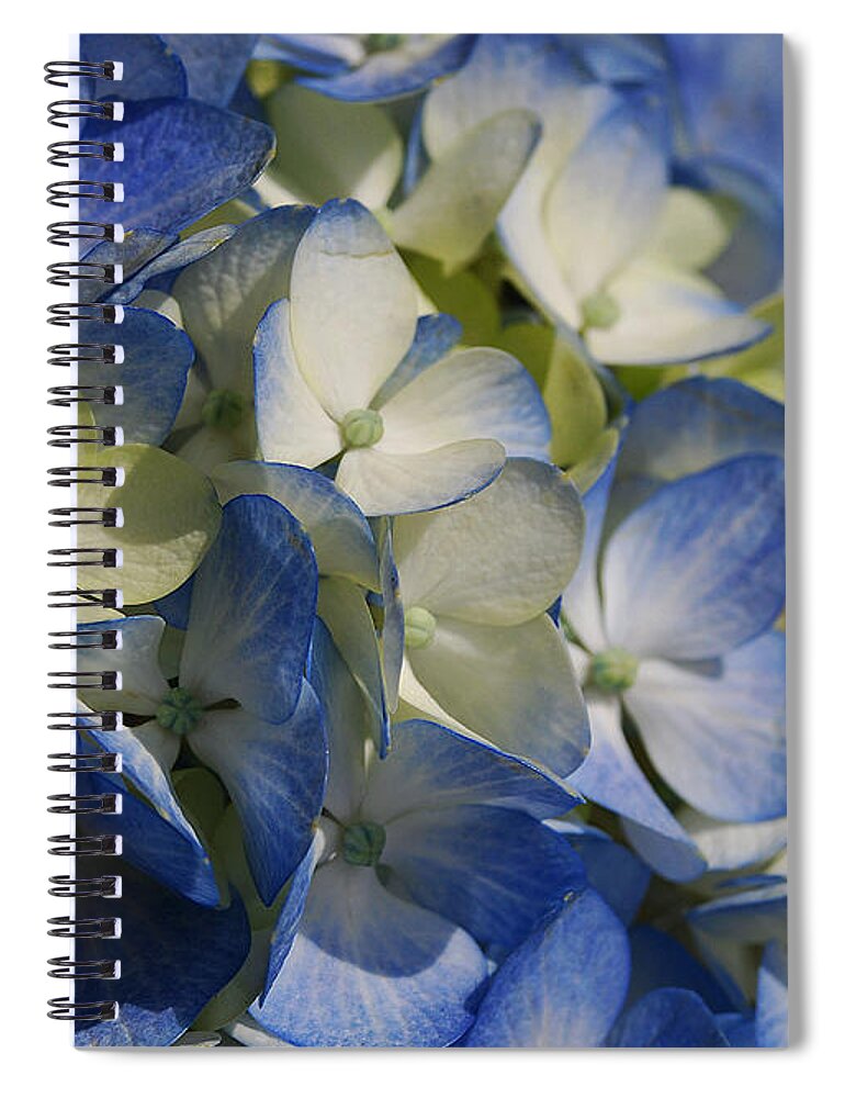 Flower Spiral Notebook featuring the photograph Celestial by Lorenzo Cassina