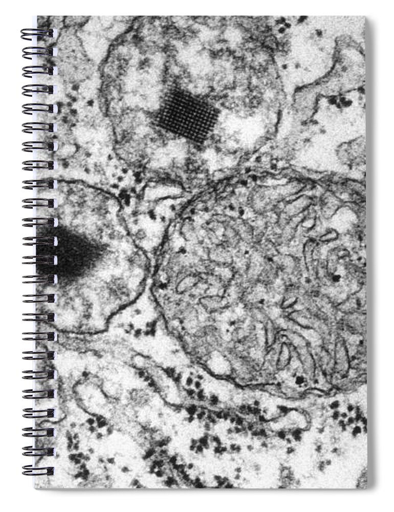 Science Spiral Notebook featuring the photograph Cell With Organelles, Tem by Biology Pics