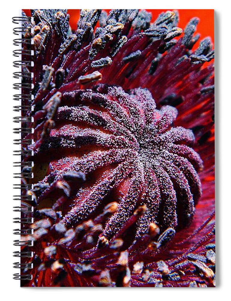 Nature Spiral Notebook featuring the photograph Center of Attention by Chris Berry