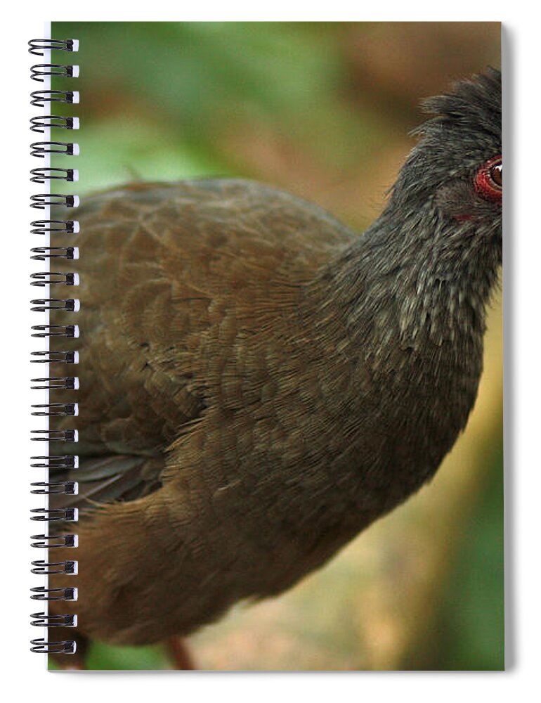 Animal Spiral Notebook featuring the photograph Chaco Chachalaca by Jeanne White