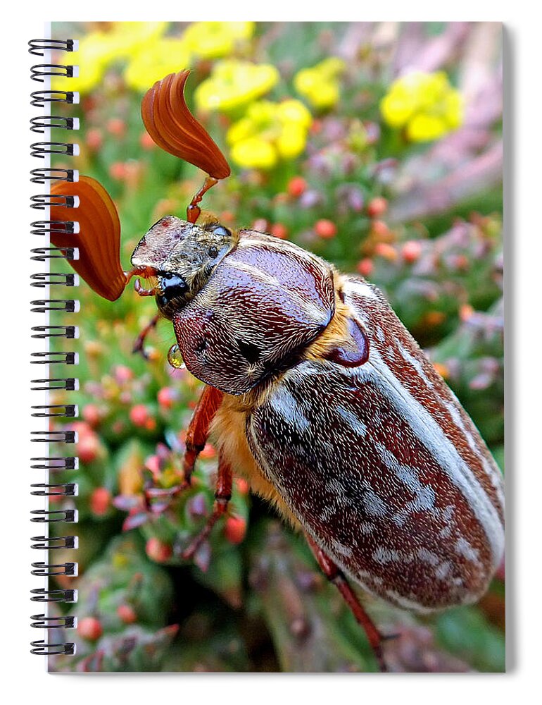 Duane Mccullough Spiral Notebook featuring the photograph Chafer Beetle on Medusa Succulent 2 by Duane McCullough
