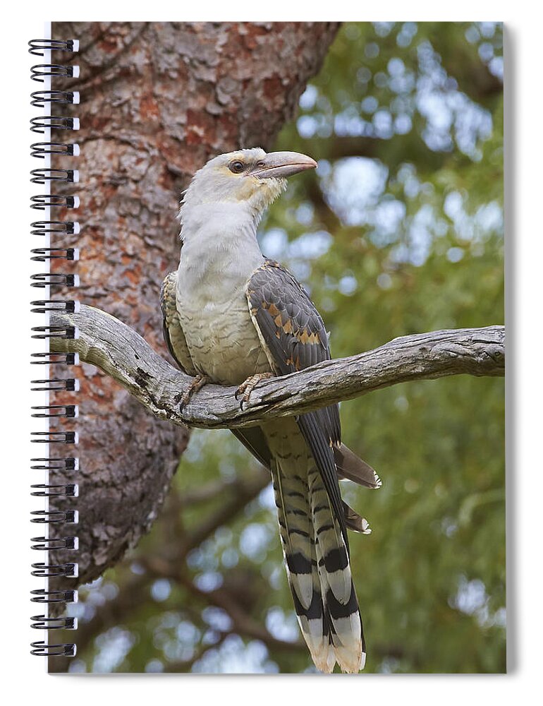 Martin Willis Spiral Notebook featuring the photograph Channel-billed Cuckoo Fledgling by Martin Willis