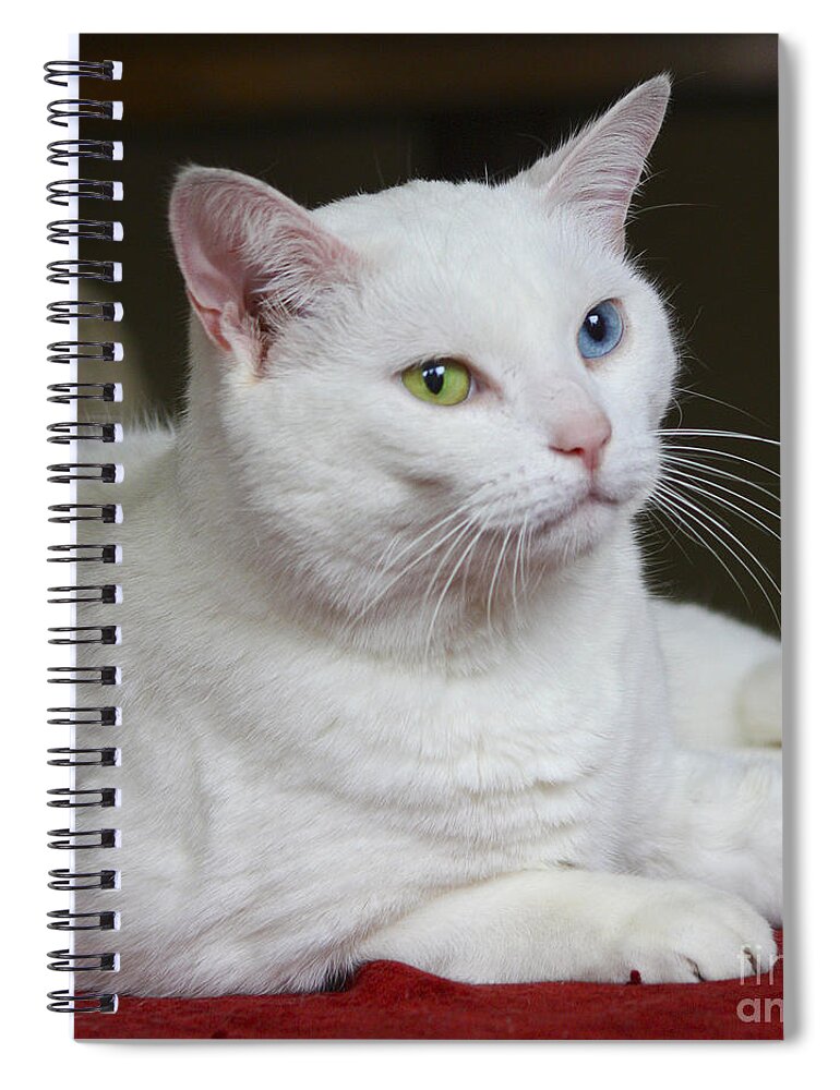 Fur Spiral Notebook featuring the photograph Charlie the White Cat by Terri Waters