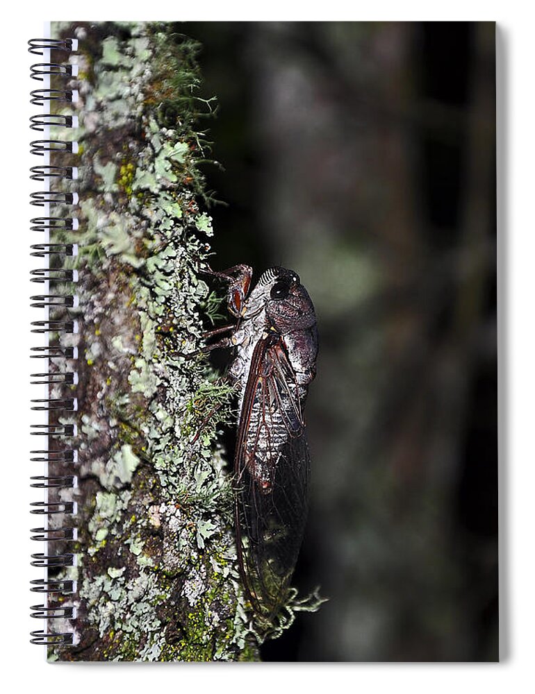 Annual Cicada Spiral Notebook featuring the photograph Charming Cicada by Al Powell Photography USA