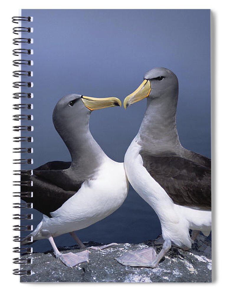 Feb0514 Spiral Notebook featuring the photograph Chatham Albatross Courting Pair Chatham by Tui De Roy