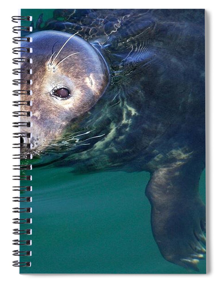 Seal Spiral Notebook featuring the photograph Chatham Harbor Seal by Stuart Litoff