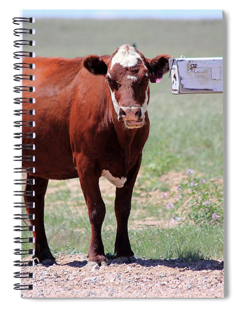 Cow Spiral Notebook featuring the photograph Checking The Mail by Shane Bechler