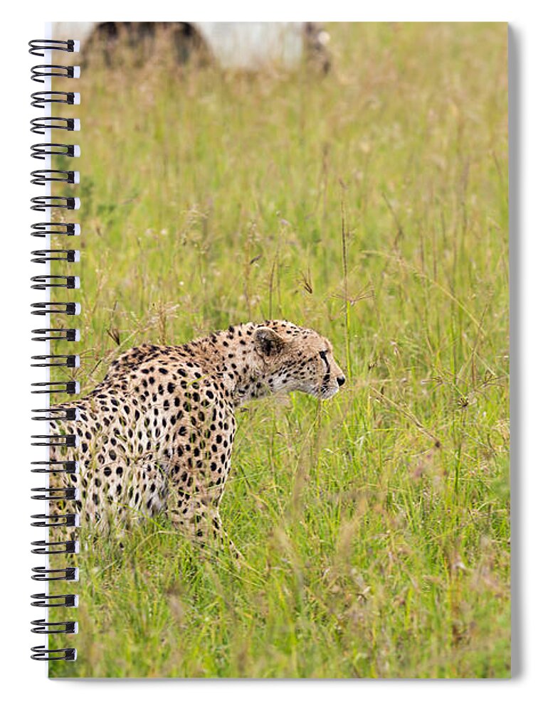 Kenya Spiral Notebook featuring the photograph Cheetah And Safari Car At Masai Mara by 1001slide