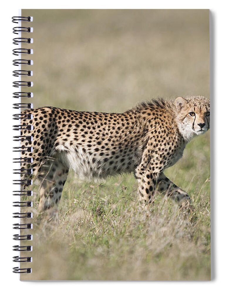 Feb0514 Spiral Notebook featuring the photograph Cheetah Cub Kenya by Tui De Roy
