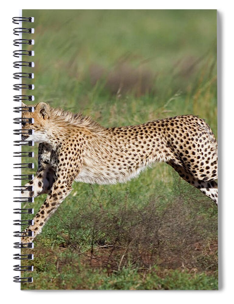00761690 Spiral Notebook featuring the photograph Cheetah Cub Running by Suzi Eszterhas