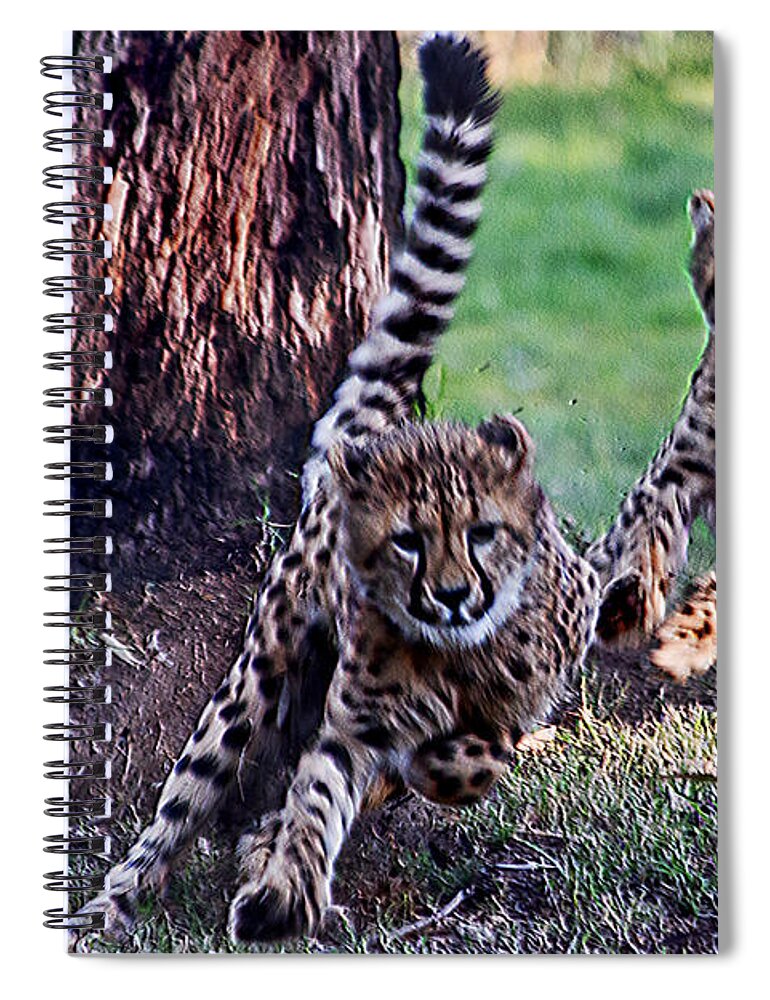 #cheetah Spiral Notebook featuring the photograph Cheetah Cubs by Miroslava Jurcik