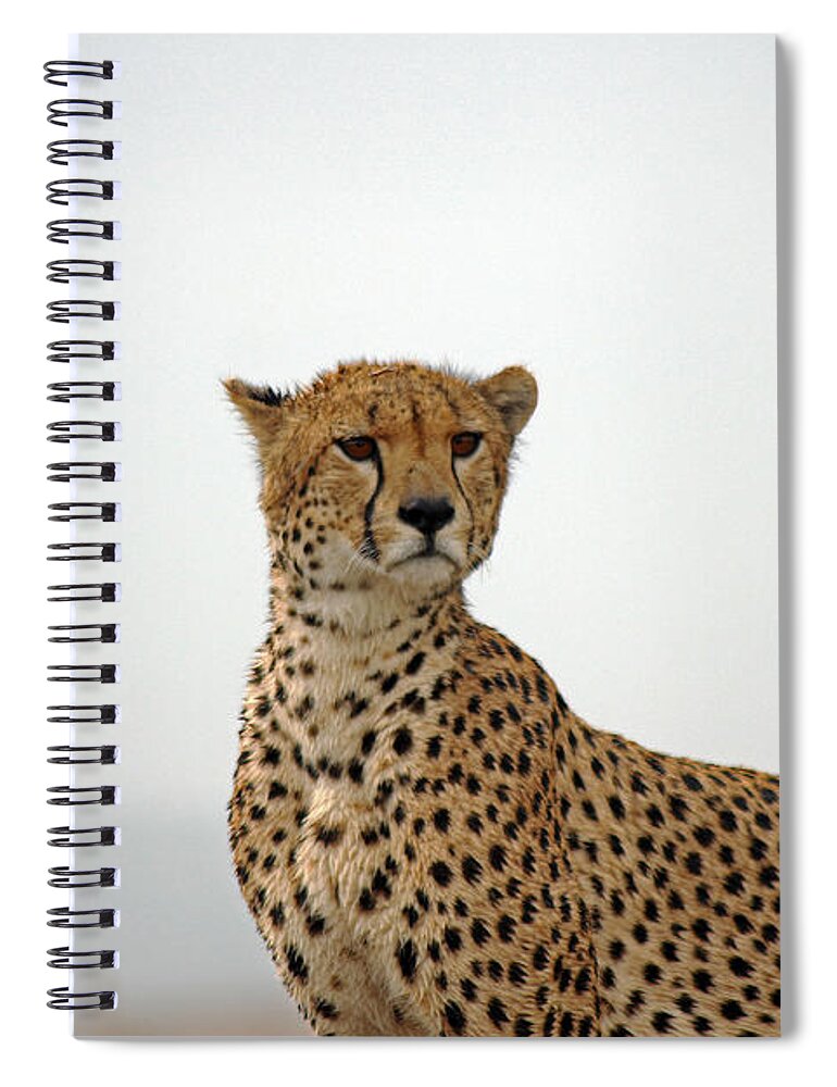 Cheetah Spiral Notebook featuring the photograph Cheetah in Serengeti. by Tony Murtagh