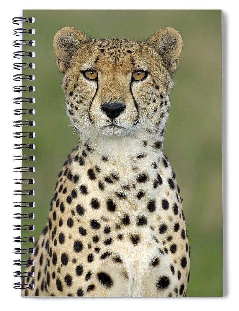 Flpa Spiral Notebook featuring the photograph Cheetah Portrait, Masai Mara, Kenya by Malcolm Schuyl