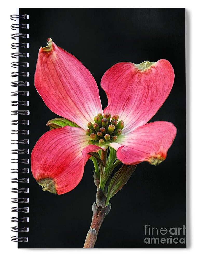Red Spiral Notebook featuring the photograph Cherokee Chief Dogwood Bloom by Sharon Woerner