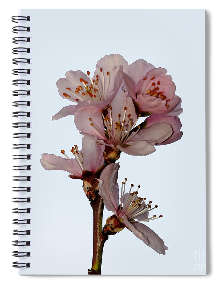 Cherry Spiral Notebook featuring the photograph Cherry blossom by Steev Stamford