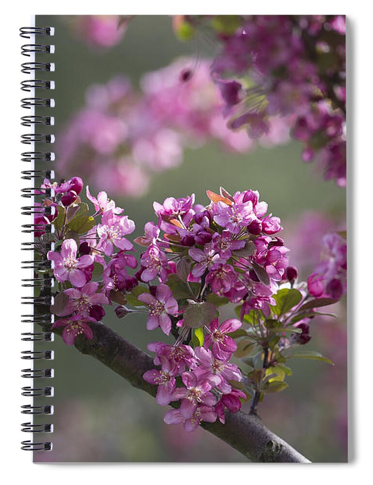 Spring Spiral Notebook featuring the photograph Cherry Blossoms by Dale Kincaid