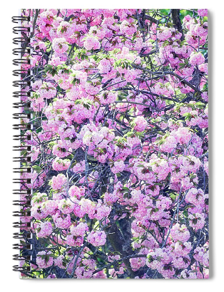 Outdoors Spiral Notebook featuring the photograph Cherry Blossoms In Bloom Full Frame by Peskymonkey