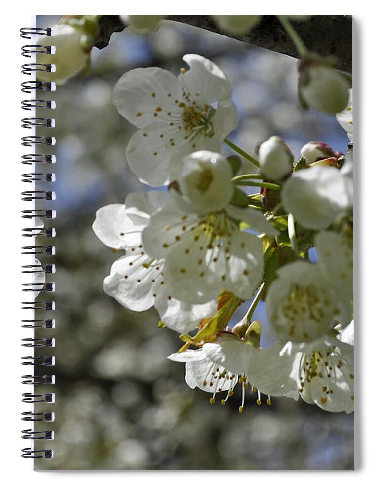 Cherry Spiral Notebook featuring the photograph Cherry Blossoms by Tikvah's Hope