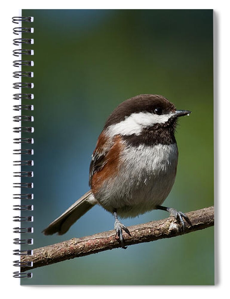 Animal Spiral Notebook featuring the photograph Chestnut Backed Chickadee Perched on a Branch by Jeff Goulden