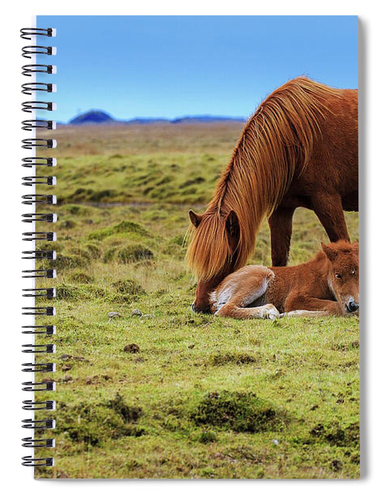 Horse Spiral Notebook featuring the photograph Chestnut Icelandic Horse Nuzzles Foal by Anna Gorin