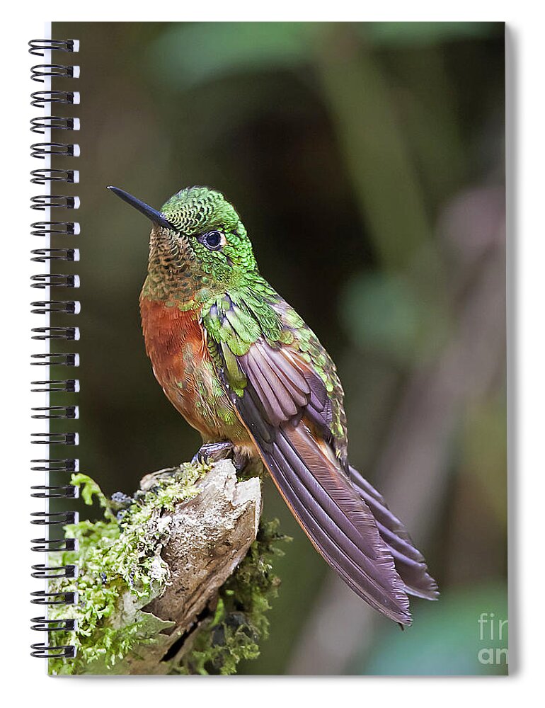 Chestnut-breasted Coronet Spiral Notebook featuring the photograph Chestut-breasted Coronet by Jean-Luc Baron
