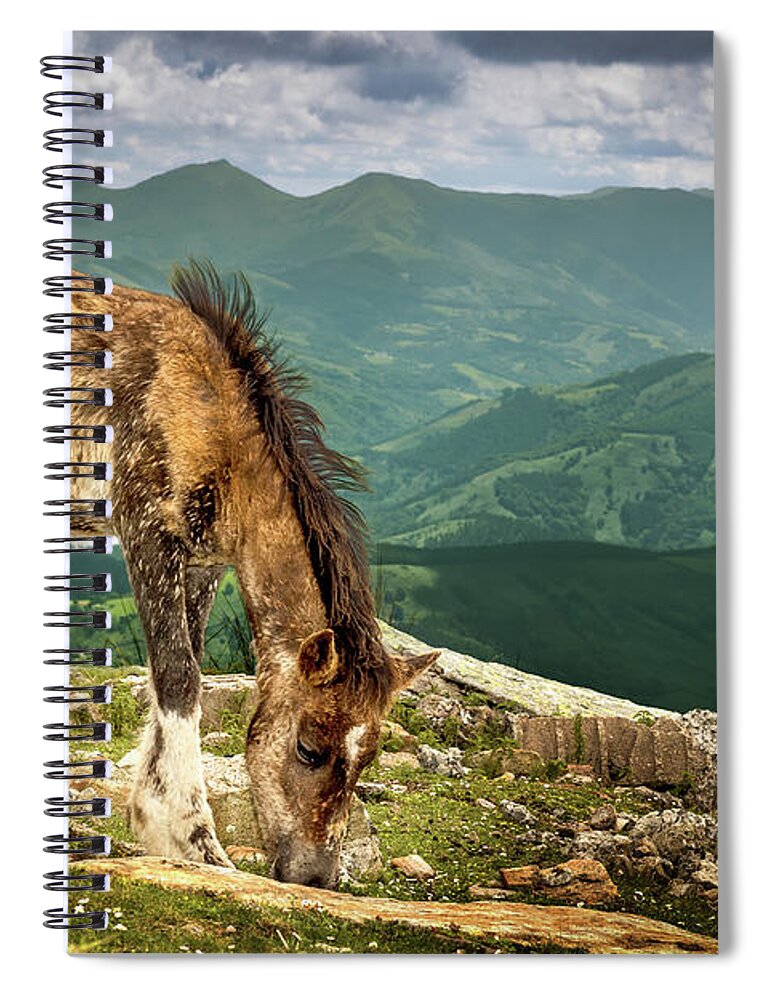 Horse Spiral Notebook featuring the photograph Cheval De La Rhune Le Pottok by Oeildeprimate Photographe