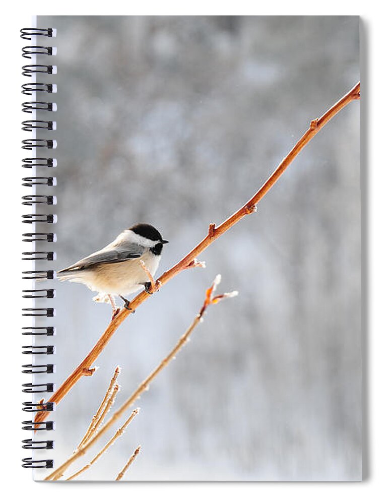 Chickadee Bird Winter Feathers Spiral Notebook featuring the photograph Chickadee by Susie Rieple