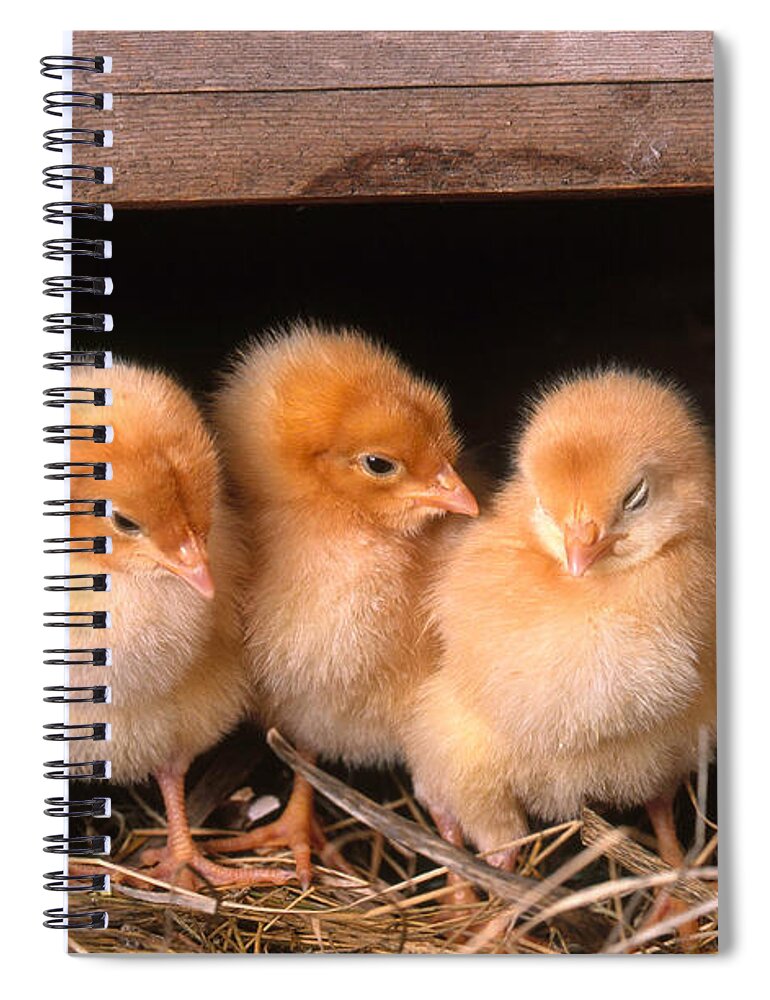 Chicken Spiral Notebook featuring the photograph Chicks In Coop by Alan and Sandy Carey