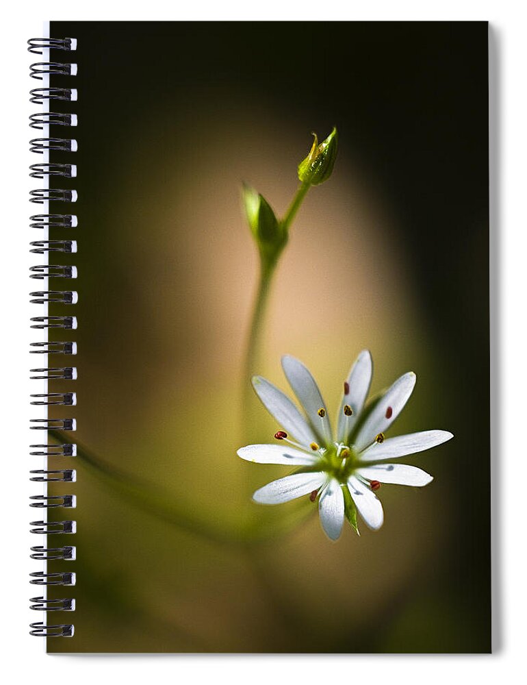 Chickweed Spiral Notebook featuring the photograph Chickweed Blossom and Bud by Marty Saccone