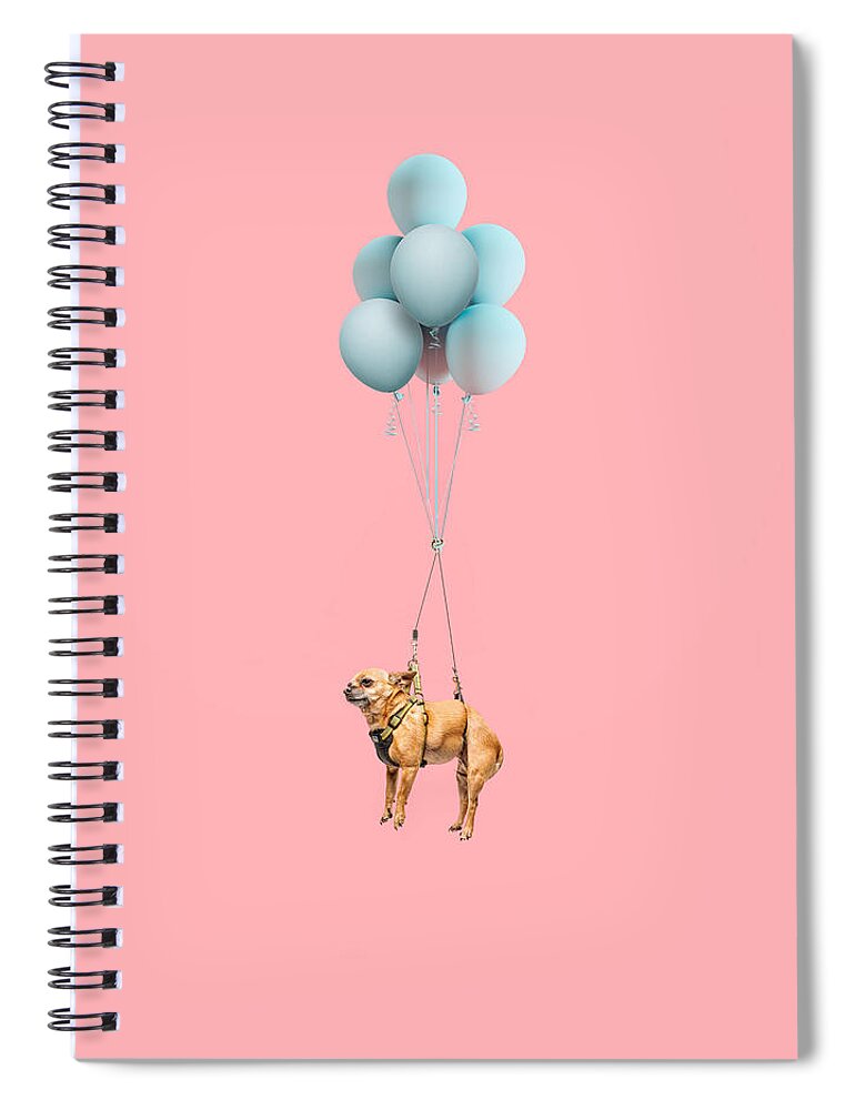 Chihuahua Spiral Notebook featuring the photograph Chihuahua Dog Floating With Balloons by Ian Ross Pettigrew