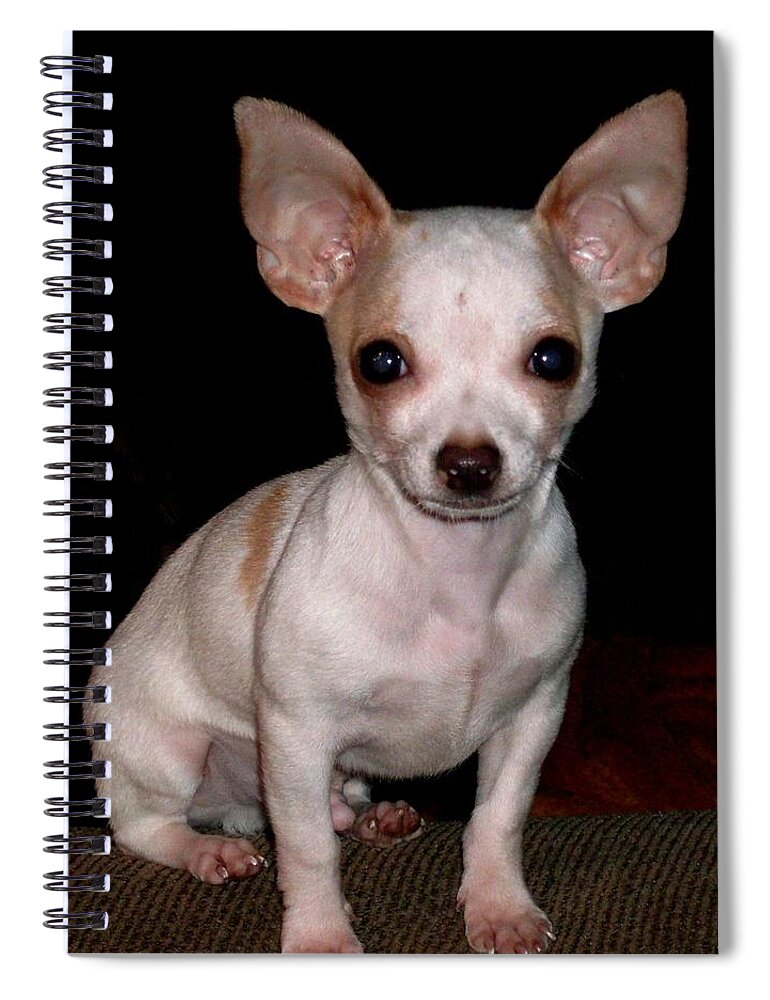Chihuahua Puppy Spiral Notebook featuring the photograph Chihuahua Puppy by Maria Urso