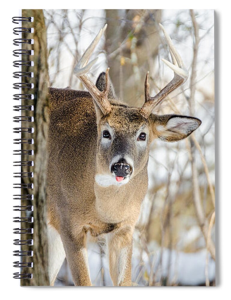 Wisconsin Spiral Notebook featuring the photograph Childish Buck by Wild Fotos