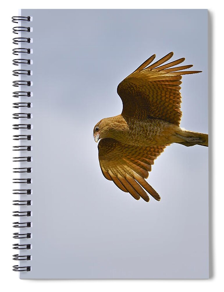 Chimango Caracara Spiral Notebook featuring the photograph Chimango by Tony Beck