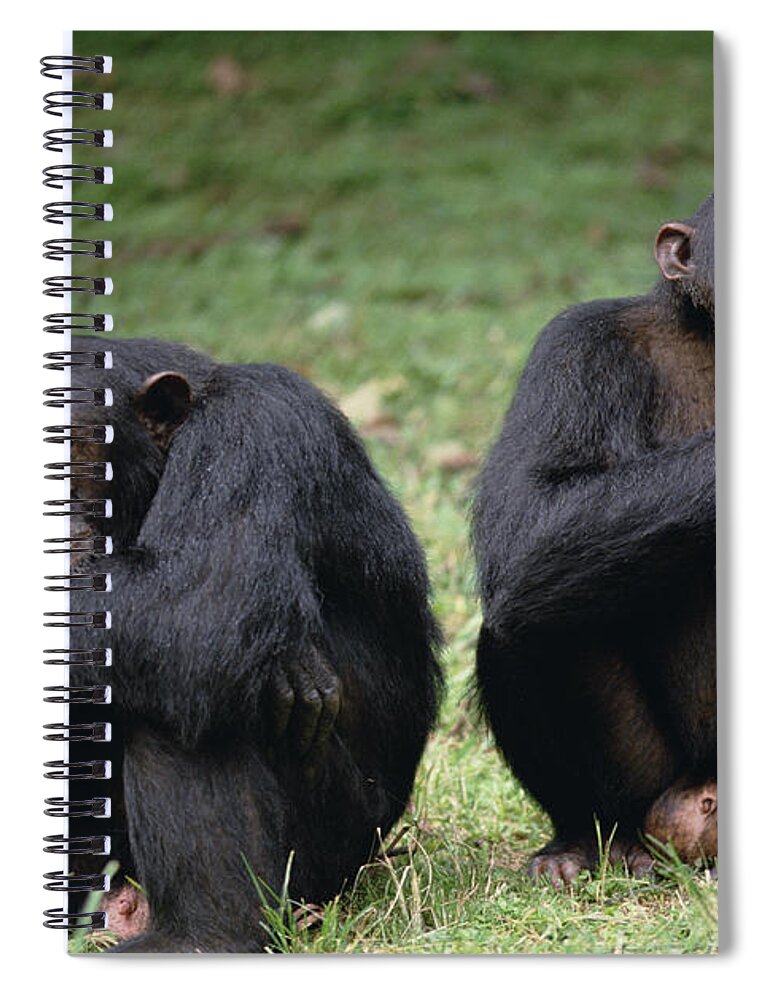 Feb0514 Spiral Notebook featuring the photograph Chimpanzee Pair Interacting Gombe Stream by Gerry Ellis